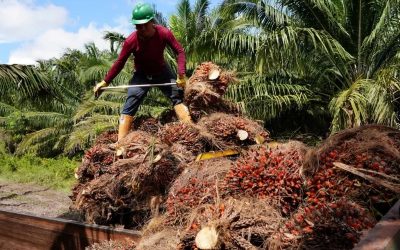 Staffing abre 1.000 vacantes de empleo para el sector palmicultor en Meta y Casanare