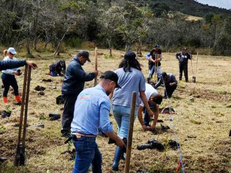 ‘Recicla con TIC’ logró la siembra de 6.000 árboles en Cundinamarca durante este cuatrienio