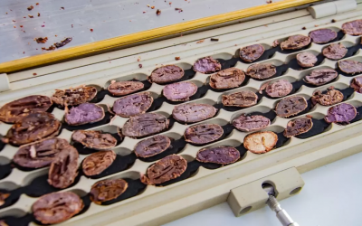 Cacao colombiano es galardonado como el mejor del mundo