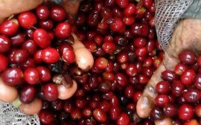 El departamento del Huila es el primer productor de café del país