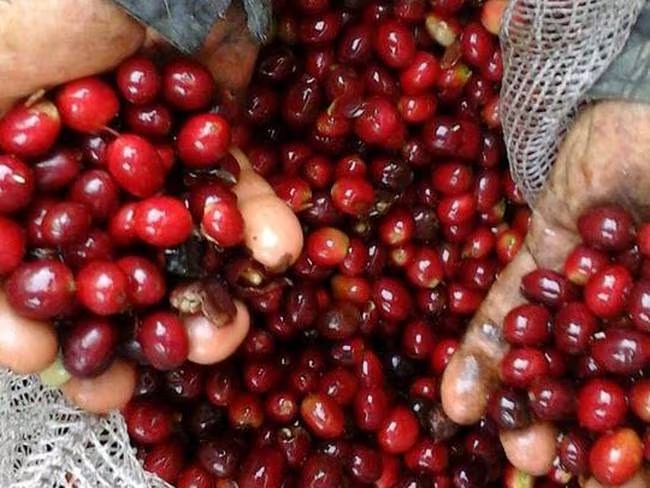 El departamento del Huila es el primer productor de café del país