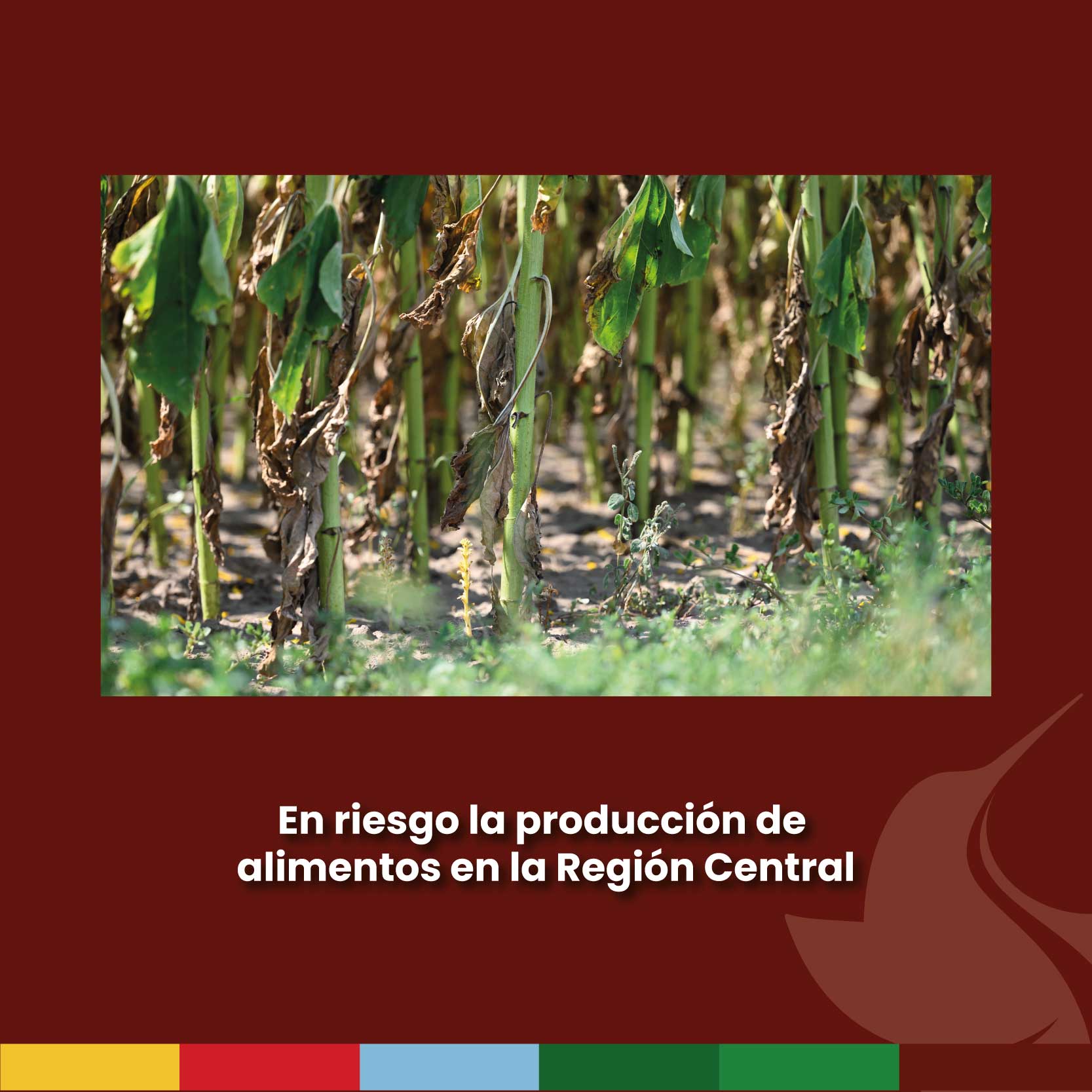 En riesgo la producción de alimentos en la Región Central