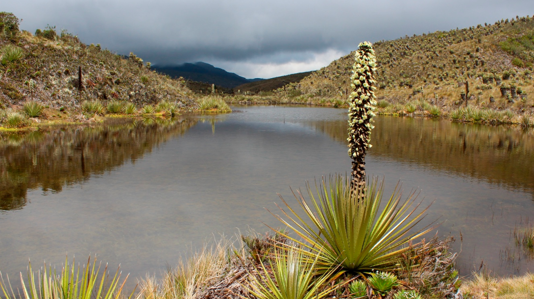 https://caracol.com.co/2024/04/16/nueva-iniciativa-para-la-conservacion-de-la-biodiversidad-en-la-region-central/