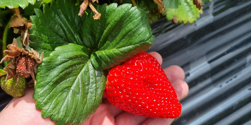 Las fresas de Sibaté se venderán en Francia