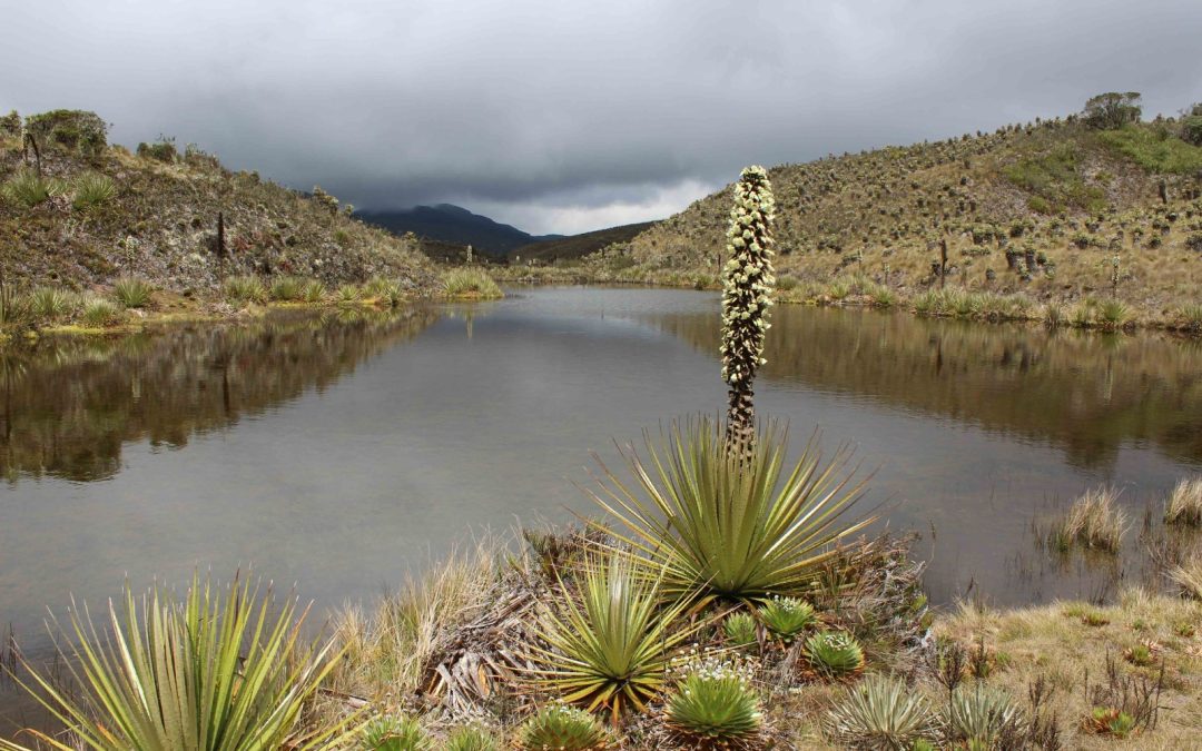 Corredor de Páramos: la apuesta interinstitucional para proteger los ecosistemas de alta montaña de la Región Central