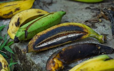 “La RAP-E Región Central ha impulsado tres instrumentos clave para evitar las pérdidas y desperdicios de alimentos”: Ricardo Agudelo Sedano