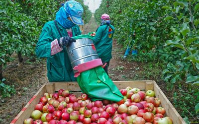 Conozca el Plan de Formación Agrologístico gratuito que la RAP-E y ‘Logyca Asociación’ están ofertando