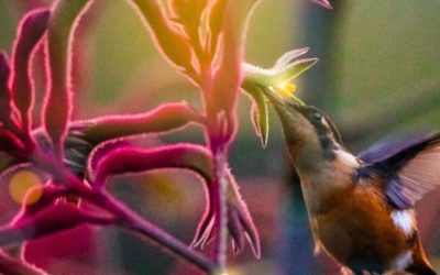 “Semillas, aquí nace la Navidad” en el Jardín Botánico del 7 al 23 de diciembre