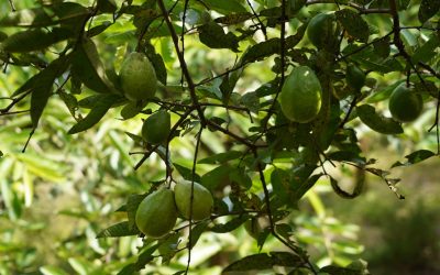 Producir más, perder menos: el manual de la RAP-E y Agrosavia que transforma el campo de la Región Central