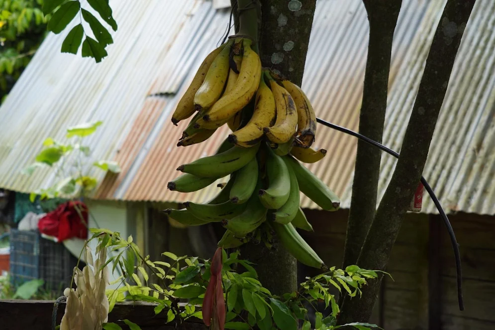 MANUAL DE LA RAP-E y Agrosavia «Producir más, perder menos»