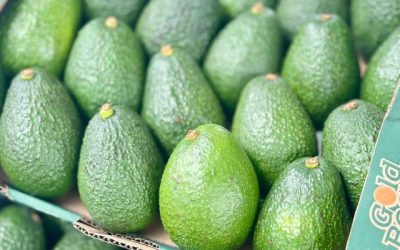 Sumapaz impulsa la asociatividad y la competitividad del aguacate Hass