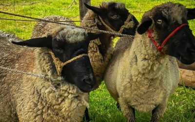 En Cucunubá, la cría de ovejas se convierte en motor de emprendimiento rural