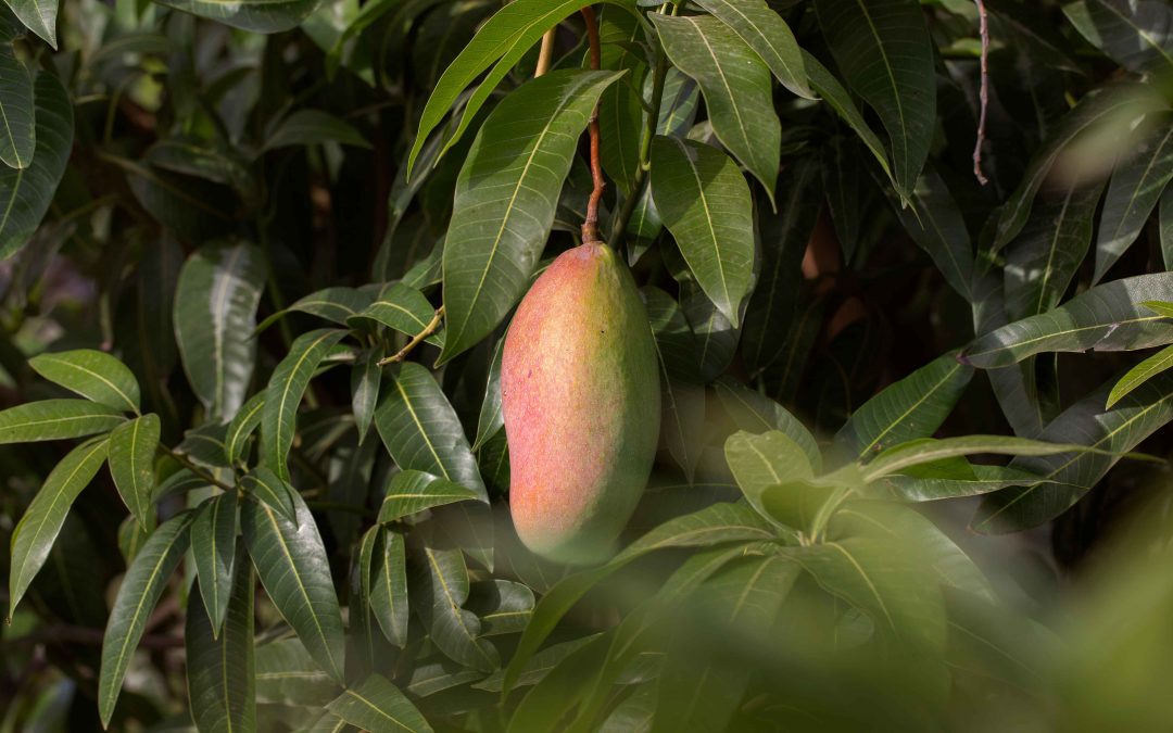 De la cosecha al mercado: alianza estratégica entre RAP-E y Agrosavia para potenciar la cadena productiva del mango