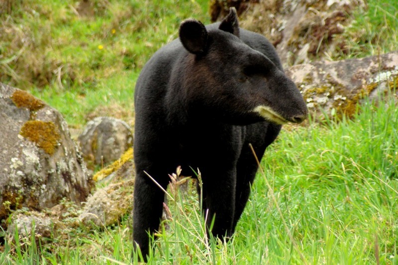 Mamíferos Mamíferos
