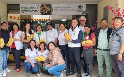 La arracacha es protagonista en el Tolima: una apuesta por la comercialización directa y el fortalecimiento del campo
