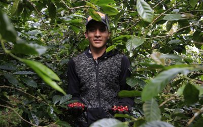 La Región Central: el nuevo corazón cafetero de Colombia