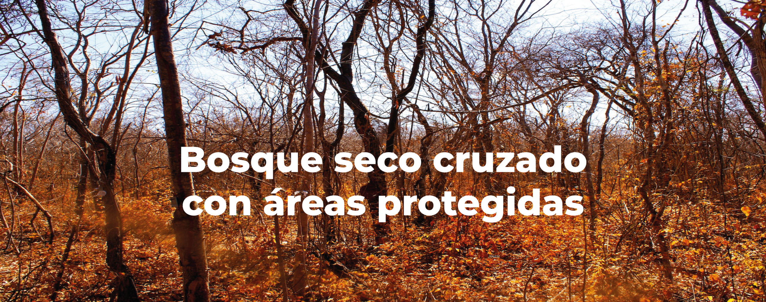 Bosque Seco cruzado con Áreas Protegidas Bosque Seco cruzado con Áreas Protegidas