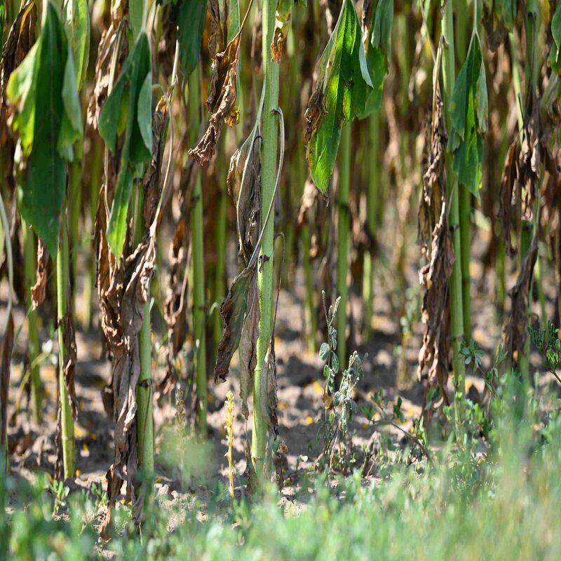 desabastecimiento-region-central desabastecimiento-region-central