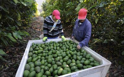 El aguacate: motor clave para el crecimiento de las exportaciones del país.