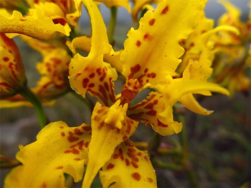cyrtochilum auropurpureum cyrtochilum auropurpureum