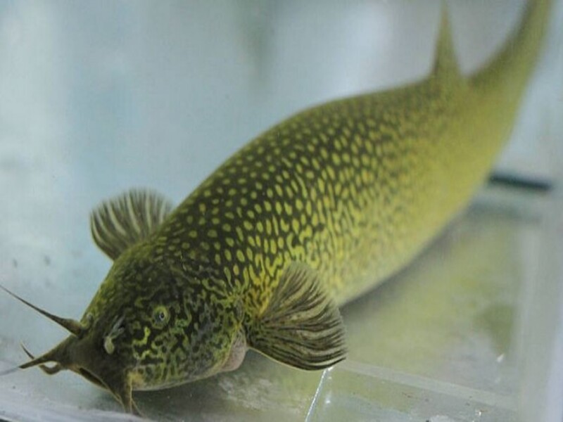 Pez Capitán Pez Capitán