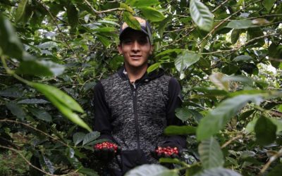 DE INTERES – La Región Central se convierte en el nuevo centro cafetero de Colombia –