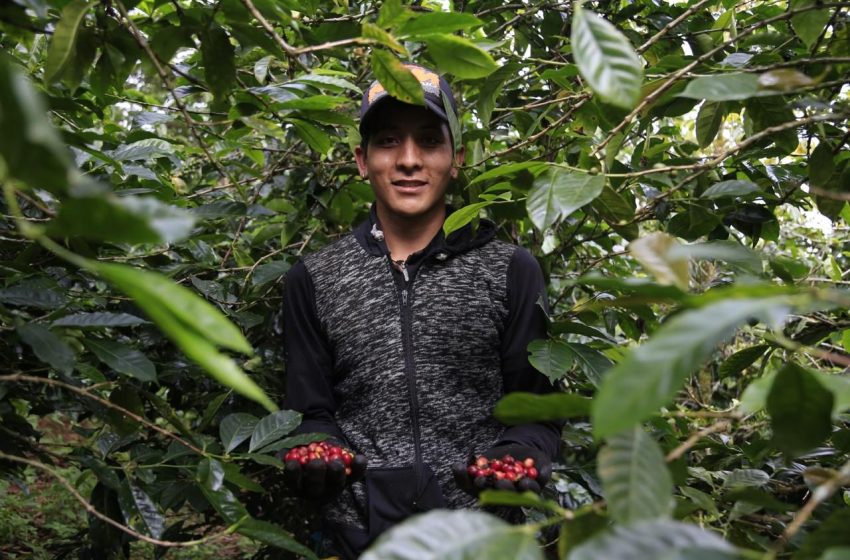 DE INTERES – La Región Central se convierte en el nuevo centro cafetero de Colombia –