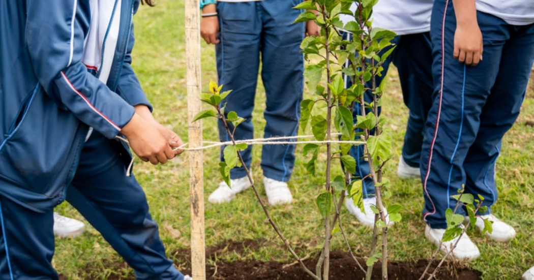 200 árboles nativos fueron plantados en Bosa para mejorar la calidad del aire