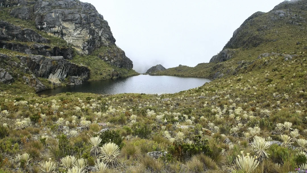 Inició el proyecto para la restauración de 800 hectáreas de ecosistema del páramo