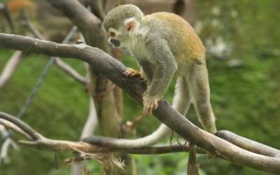 ¡Vacaciones sin jaulas! Autoridades refuerzan controles contra el tráfico de fauna silvestre en receso escolar