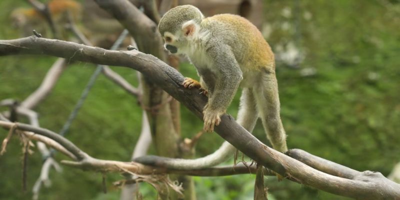 ¡Vacaciones sin jaulas! Autoridades refuerzan controles contra el tráfico de fauna silvestre en receso escolar