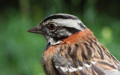 A un clic: La información ambiental de Bogotá llega a la Región Central