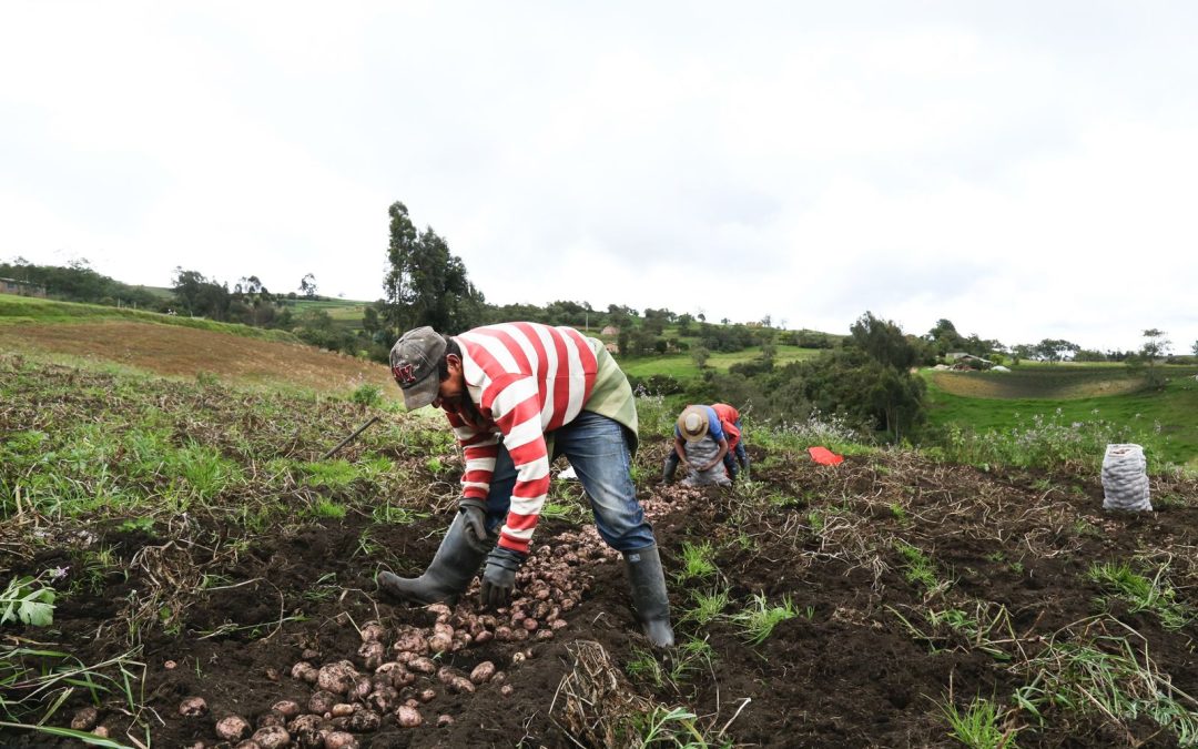 RAP-E Región Central y Universidad Militar lanzan tres cursos gratuitos y certificables para fortalecer capacidades en el agro