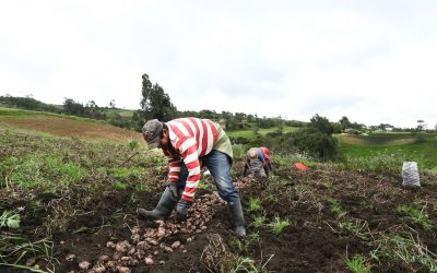 RAP-E Región Central y Universidad Militar lanzan tres cursos gratuitos y certificables para fortalecer capacidades en el agro