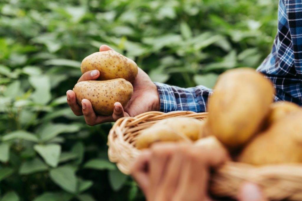 Del campo a los mercados: participe en el webinar de la RAP-E sobre corredores logísticos agroalimentarios