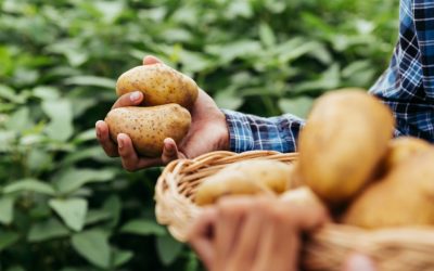 Del campo a los mercados: participe en el webinar de la RAP-E sobre corredores logísticos agroalimentarios