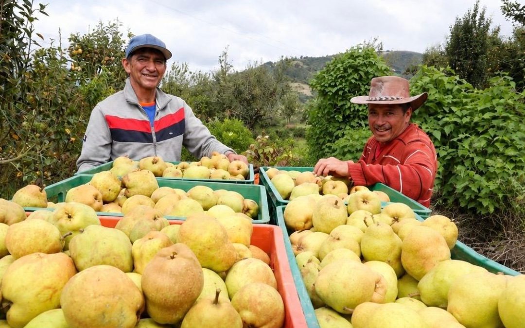 En Villa de Leyva cambiarán 1 kilo de reciclaje por 2 kilos de pera boyacense