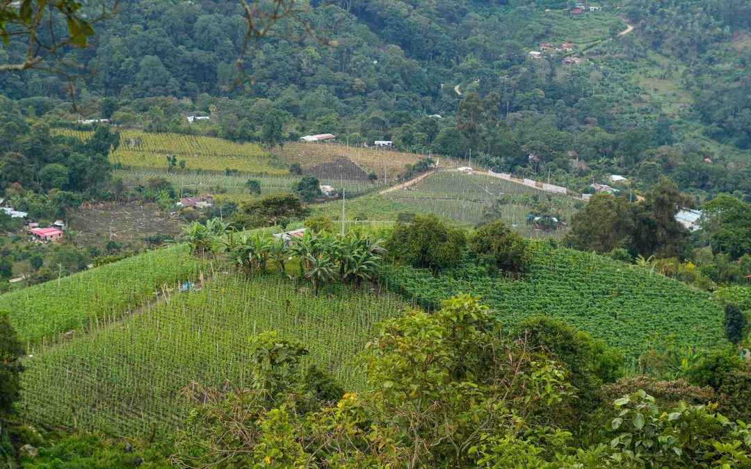 Nueva guía impulsa la implementación de Paisajes Productivos Sostenibles en la Región Central